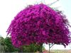 20140506jerozolima026