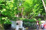 20150515lichen112