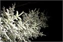 20170106_szopka50